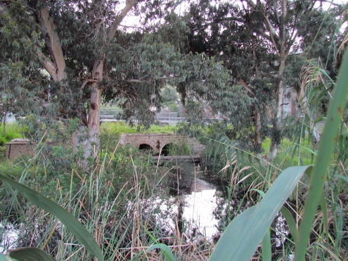 נחל סעדיה באזור צומת הצ'קפוסט בחיפה (צילום: אלון בן מאיר)